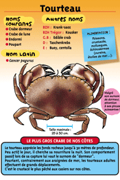 marc-sinic-signaletique-musee-marin-tregastel-fiches-54-tourteau-icone-accueil