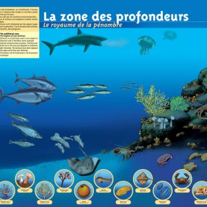 marc-sinic-illustrations-bd-musee-marin-tregastel-06