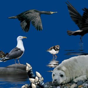 marc-sinic-illustrations-bd-parc-marin-iroise-01